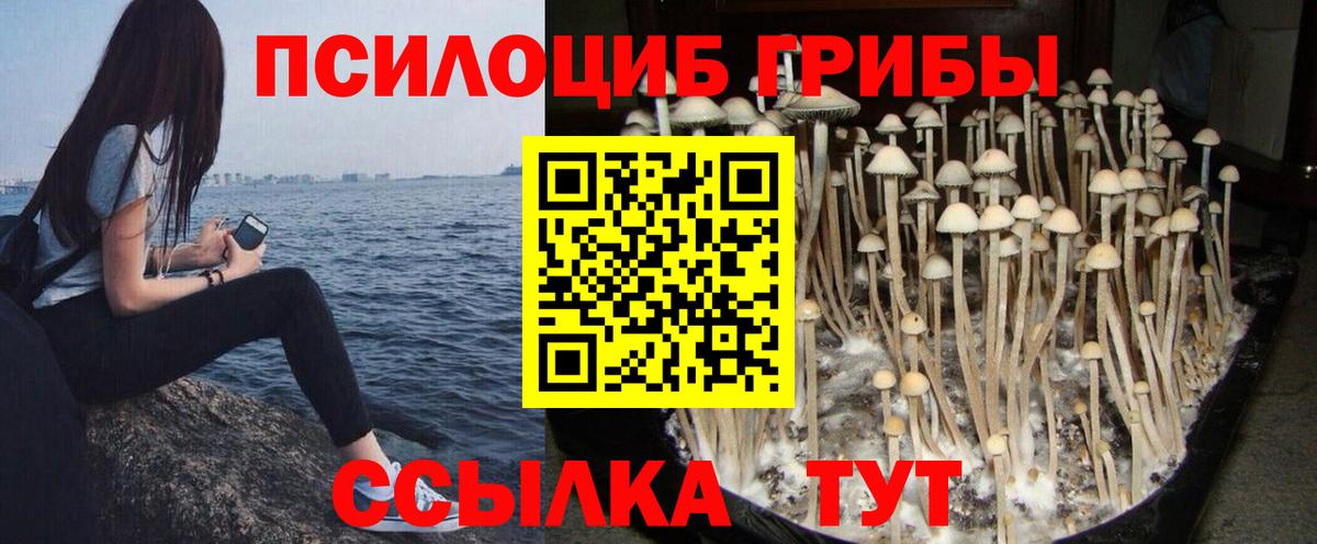 Карабулак  Псилоцибиновые грибы GOLDEN TEACHER  купить наркотики цена  Вход с VPN 